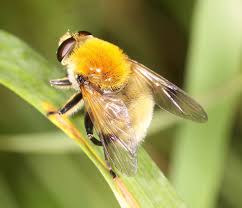 Attēlu rezultāti vaicājumam “Arctophila superbiens”