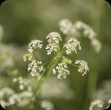 Attēlu rezultāti vaicājumam “Carum carvi flower”