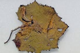 Attēlu rezultāti vaicājumam “Platyptilia gonodactyla imago”