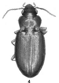 Attēlu rezultāti vaicājumam “Tachyta nana”