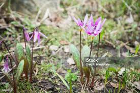Attēlu rezultāti vaicājumam “Erythronium sibiricum”