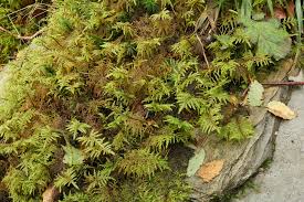 Attēlu rezultāti vaicājumam “Hylocomium splendens sporophyte”