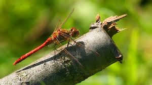 Attēlu rezultāti vaicājumam “Sympetrum vulgatum male”