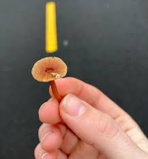 Attēlu rezultāti vaicājumam “Arcyria globosa spores”