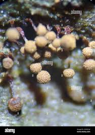 Attēlu rezultāti vaicājumam “Cribraria vulgaris spores”