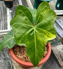 Attēlu rezultāti vaicājumam “Enteridium variabile macro”