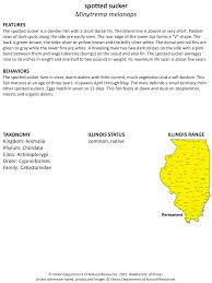 Image result for Minytrema melanops