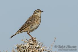 Image result for Anthus spinoletta