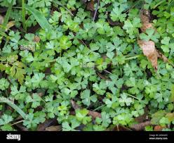 Attēlu rezultāti vaicājumam “Batrachium”