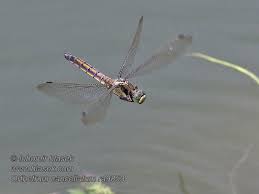 Attēlu rezultāti vaicājumam “Orthetrum cancellatum”
