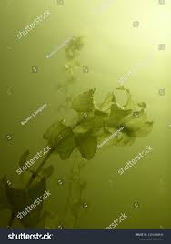 Attēlu rezultāti vaicājumam “Potamogeton perfoliatus leaf”