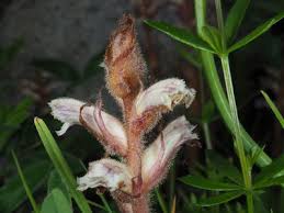 Attēlu rezultāti vaicājumam “Orobanche coerulescens bud”