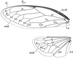 Attēlu rezultāti vaicājumam “Blepharidopterus angulatus imago”