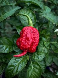 Afbeeldingsresultaat voor 7 pot hot pepper