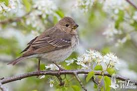 Attēlu rezultāti vaicājumam “Carpodacus erythrinus adult”