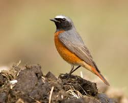 Attēlu rezultāti vaicājumam “Muscicapidae”