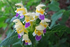 Attēlu rezultāti vaicājumam “Galeopsis speciosa flower”