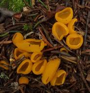 Attēlu rezultāti vaicājumam “Sowerbyella radiculata”