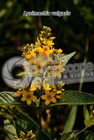 Attēlu rezultāti vaicājumam “Lysimachia vulgaris”