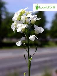 Attēlu rezultāti vaicājumam “Armoracia rusticana bud”