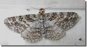 Attēlu rezultāti vaicājumam “Cleora cinctaria”