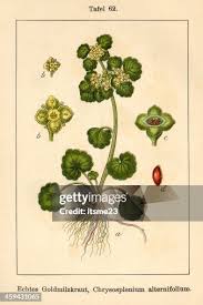 Attēlu rezultāti vaicājumam “Chrysosplenium alternifolium”