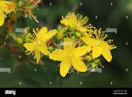 Attēlu rezultāti vaicājumam “Hypericum maculatum flower”