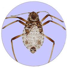 Attēlu rezultāti vaicājumam “Aphididae”