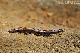 Attēlu rezultāti vaicājumam “Ommatoiulus sabulosus”