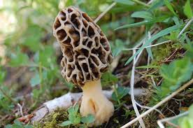 Attēlu rezultāti vaicājumam “Morchella sp.”