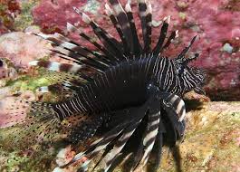 Image result for Pterois volitans