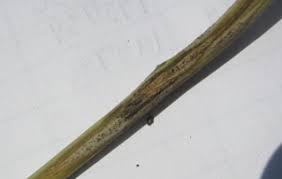 Attēlu rezultāti vaicājumam “Stemonitis lignicola stalked”