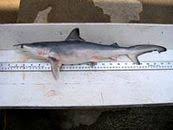 Image result for Carcharhinus isodon