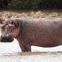 ***YAWN***url?q=https://en.wikipedia.org/wiki/Hippopotamus Antiquus from en.wikipedia.org