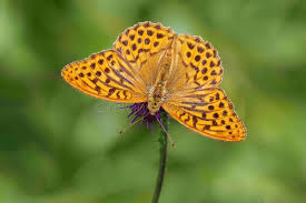 Attēlu rezultāti vaicājumam “Argynnis paphia male”