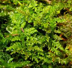 Attēlu rezultāti vaicājumam “Palustriella commutata sporophyte”