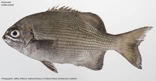 Image result for Kyphosus