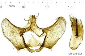 Attēlu rezultāti vaicājumam “Aethes margaritana”