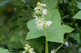 Attēlu rezultāti vaicājumam “Echinocystis lobata flower”