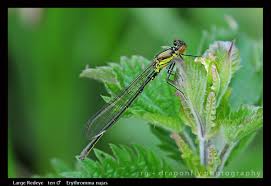 Attēlu rezultāti vaicājumam “Erythromma najas”