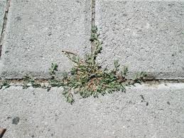 Attēlu rezultāti vaicājumam “Polygonum arenastrum leaf”