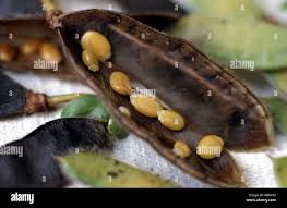 Attēlu rezultāti vaicājumam “Cytisus scoparius fruit”