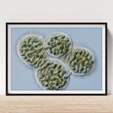 Attēlu rezultāti vaicājumam “Nostoc pruniforme cells”