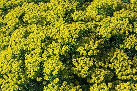 Attēlu rezultāti vaicājumam “Euphorbia cyparissias flower”
