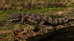 Attēlu rezultāti vaicājumam “Geocalyx graveolens”