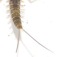 Attēlu rezultāti vaicājumam “Ephemeroptera larvae”