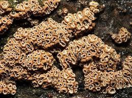 Attēlu rezultāti vaicājumam “Merismodes anomala”