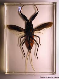 Attēlu rezultāti vaicājumam “Nepa cinerea nymph”