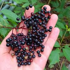 Attēlu rezultāti vaicājumam “Sambucus nigra fruit”