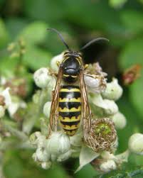 Attēlu rezultāti vaicājumam “Dolichovespula media”
